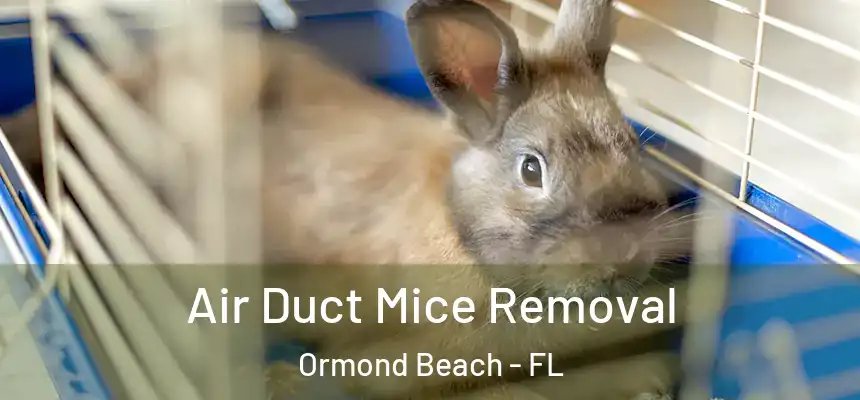  Air Duct Mice Removal Ormond Beach - FL