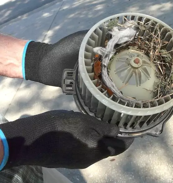 About Air Duct Mice Removal in Ormond Beach, FL